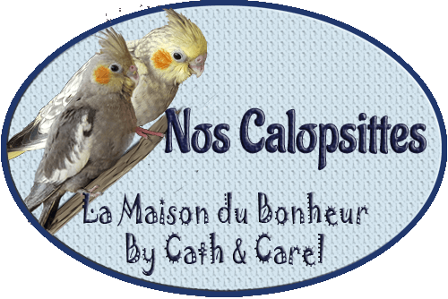 Catégorie - Calopsitte - La Maison du Bonheur By Cath et Carel