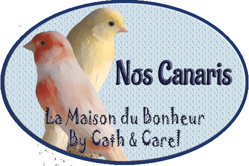 Catégorie - Canaris - La Maison du Bonheur By Cath et Carel