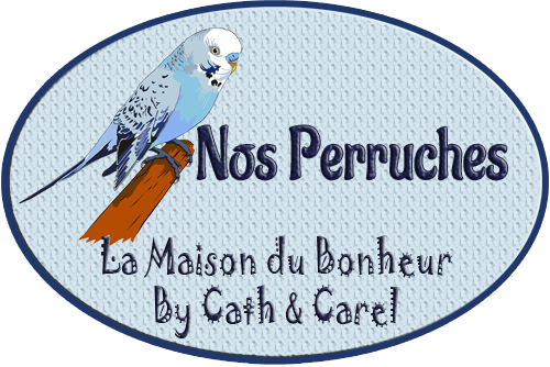 Catégorie - Perruche - La Maison du Bonheur By Cath et Carel
