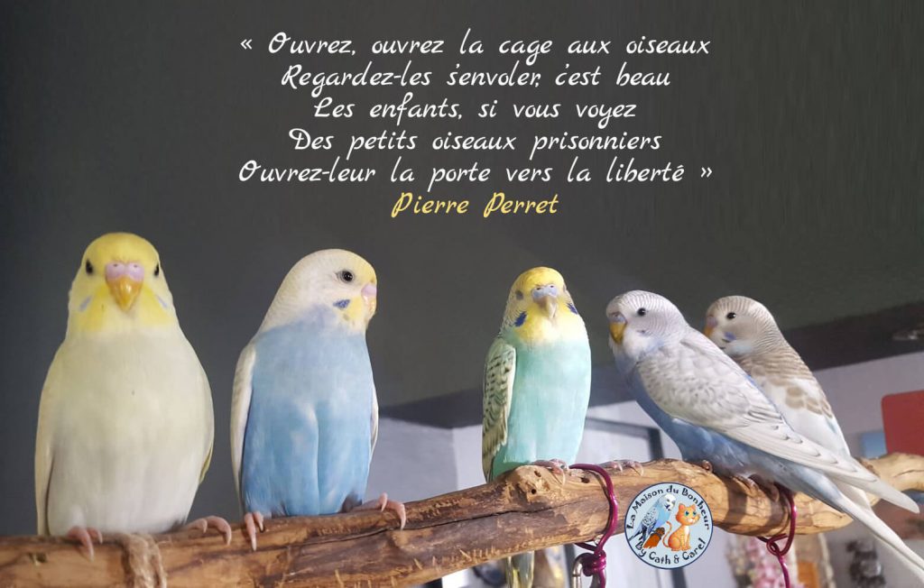Ouvrez la cage aux oiseaux - Les paroles de la Chanson de Pierre Perret sur une photo de perruches ondulées en liberté dans La Maison du Bonheur By Cath & Carel