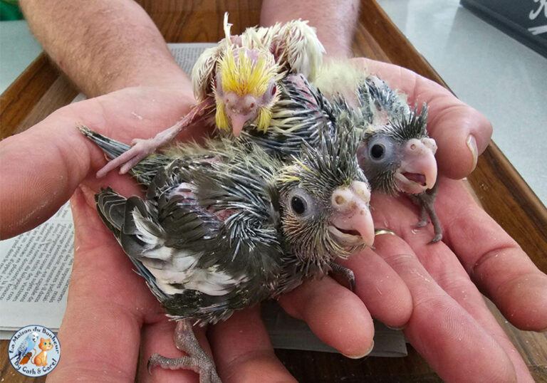 Bébés Calopsittes - Oisillons élevés à la main