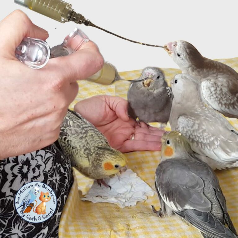 Kit de gavage oisillons en inox (EAM) GAVAGE DE CALOPSITTES