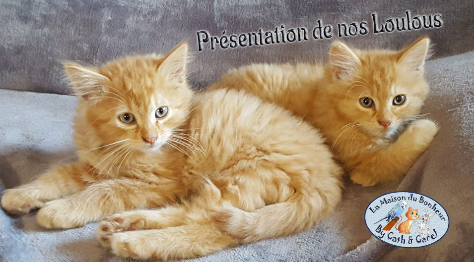 Nos Loulous les chats