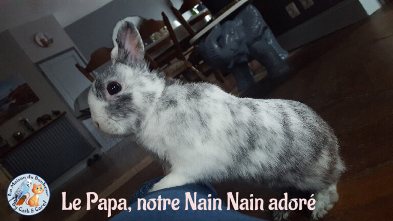 Notre Lapinou NainNain