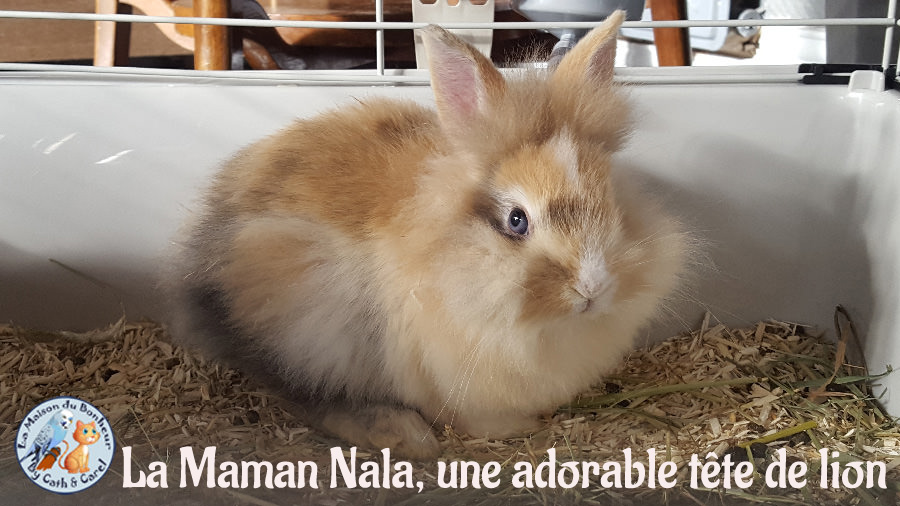 Notre Lapinou Nala
